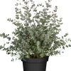 Eucalyptus gunnii Eukalyptus Busch 23 cm Topf