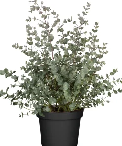 Eucalyptus gunnii Eukalyptus Busch 23 cm Topf