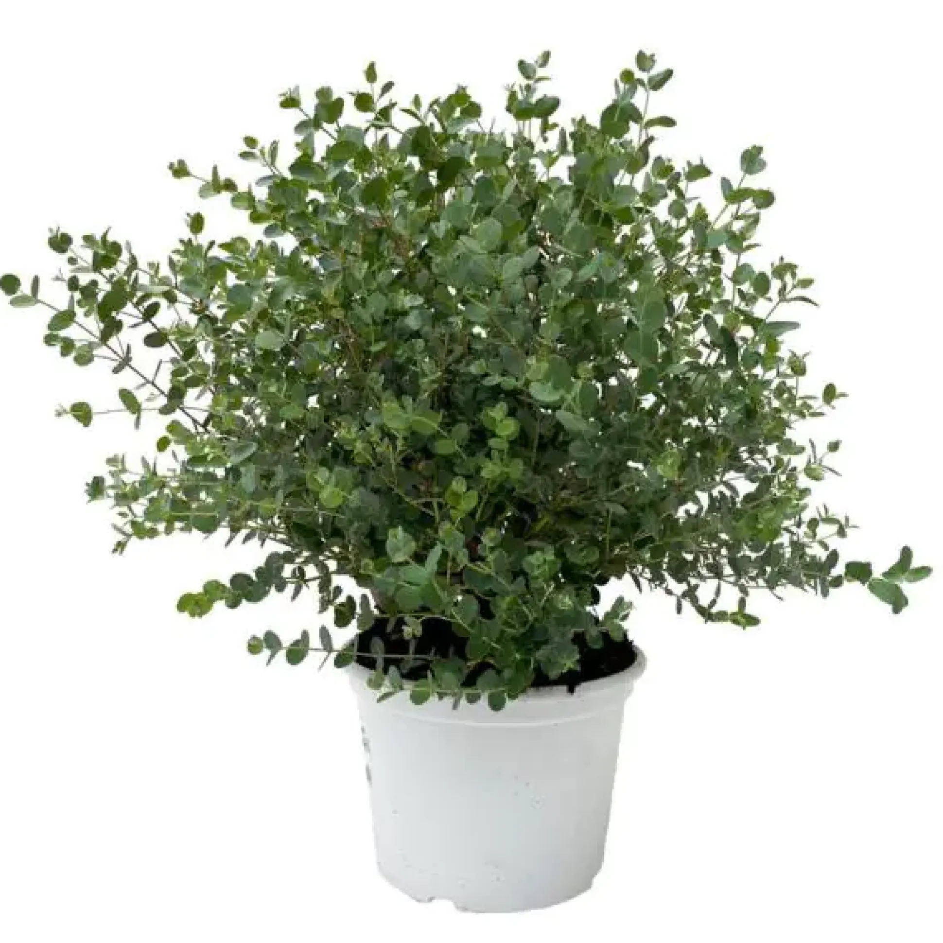 Eucalyptus gunnii Eukalyptus Busch 23 cm Topf