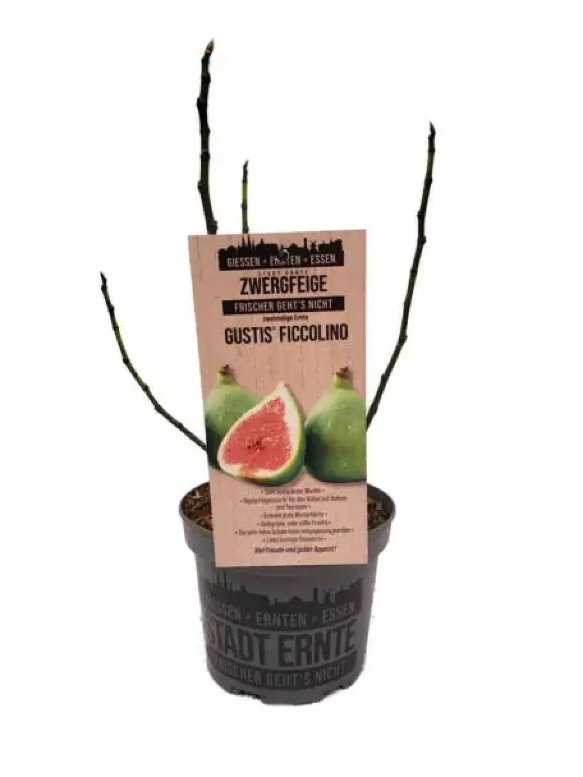 Feigenbaum Ficus carica Ficcolino Stadt Ernte H ca 20 cm 17 cm Topf