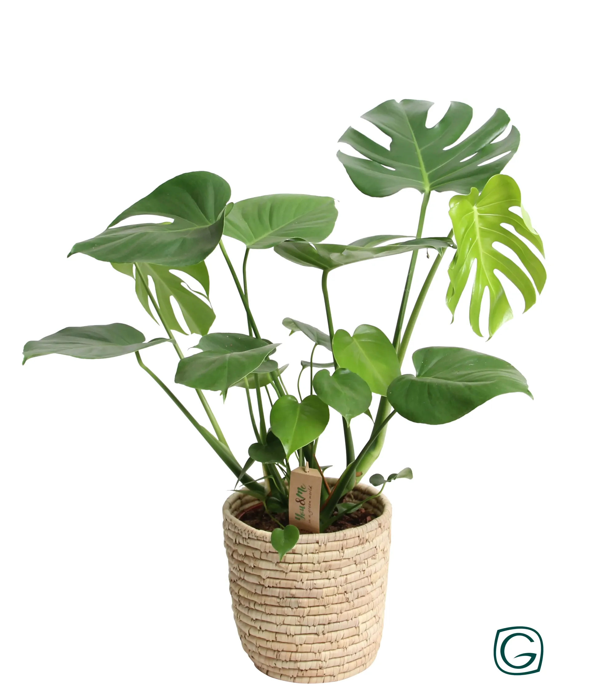 Fensterblatt Monstera deliciosa Deliciosa in Korb H ca. 60 cm 21 cm Topf