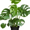 Fensterblatt Monstera Deliciosa 80cm hoch 21 cm Topf