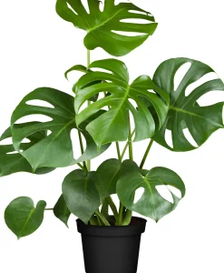 Fensterblatt Monstera Deliciosa 80cm hoch 21 cm Topf