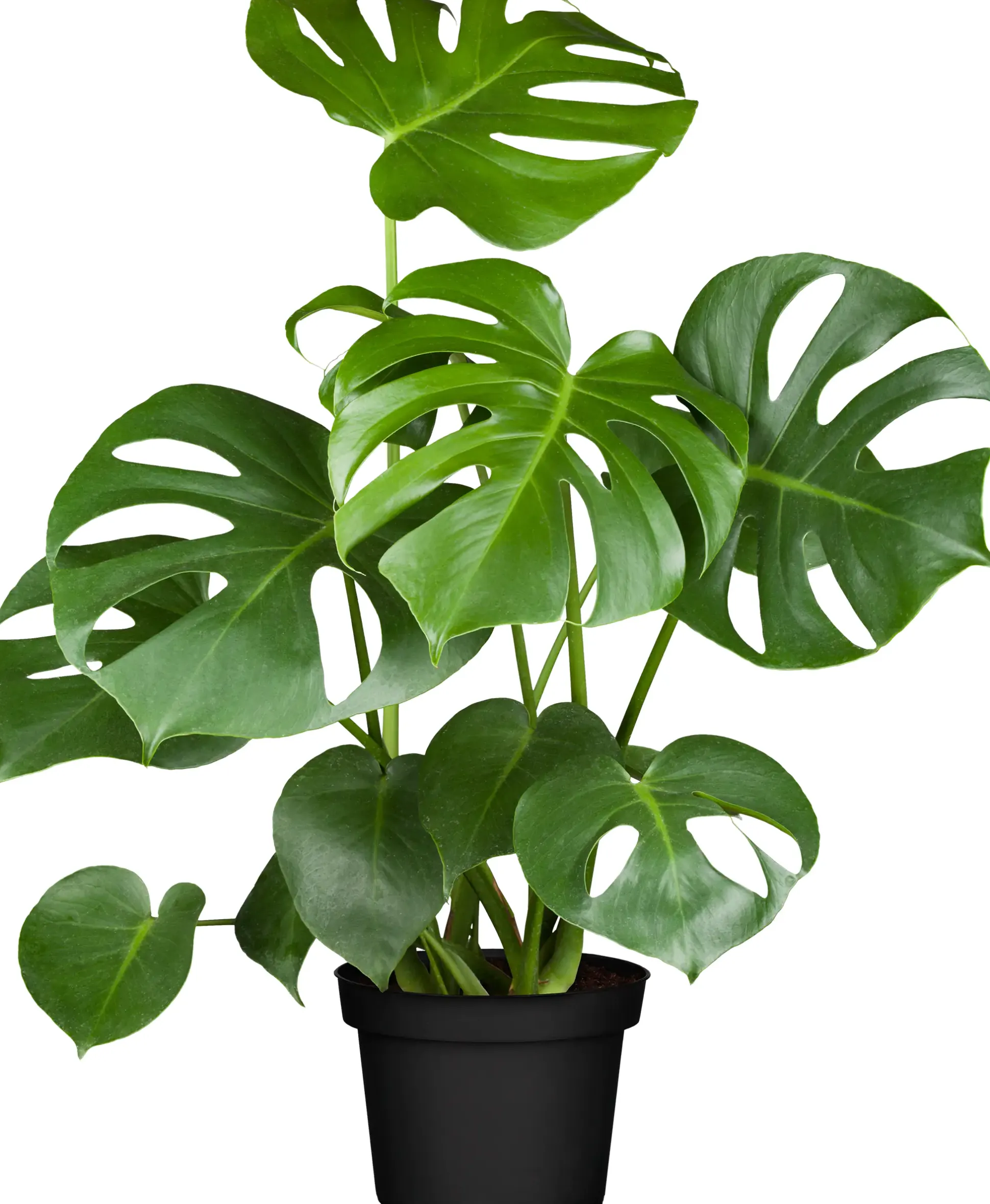 Fensterblatt Monstera Deliciosa 80cm hoch 21 cm Topf