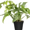 Fensterblatt Monstera Minima H ca. 30 cm 12 cm Topf