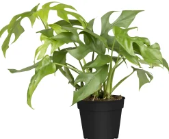 Fensterblatt Monstera Minima H ca. 30 cm 12 cm Topf