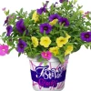 Festival Colours Petunie 12 cm Topf