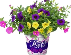 Festival Colours Petunie 12 cm Topf