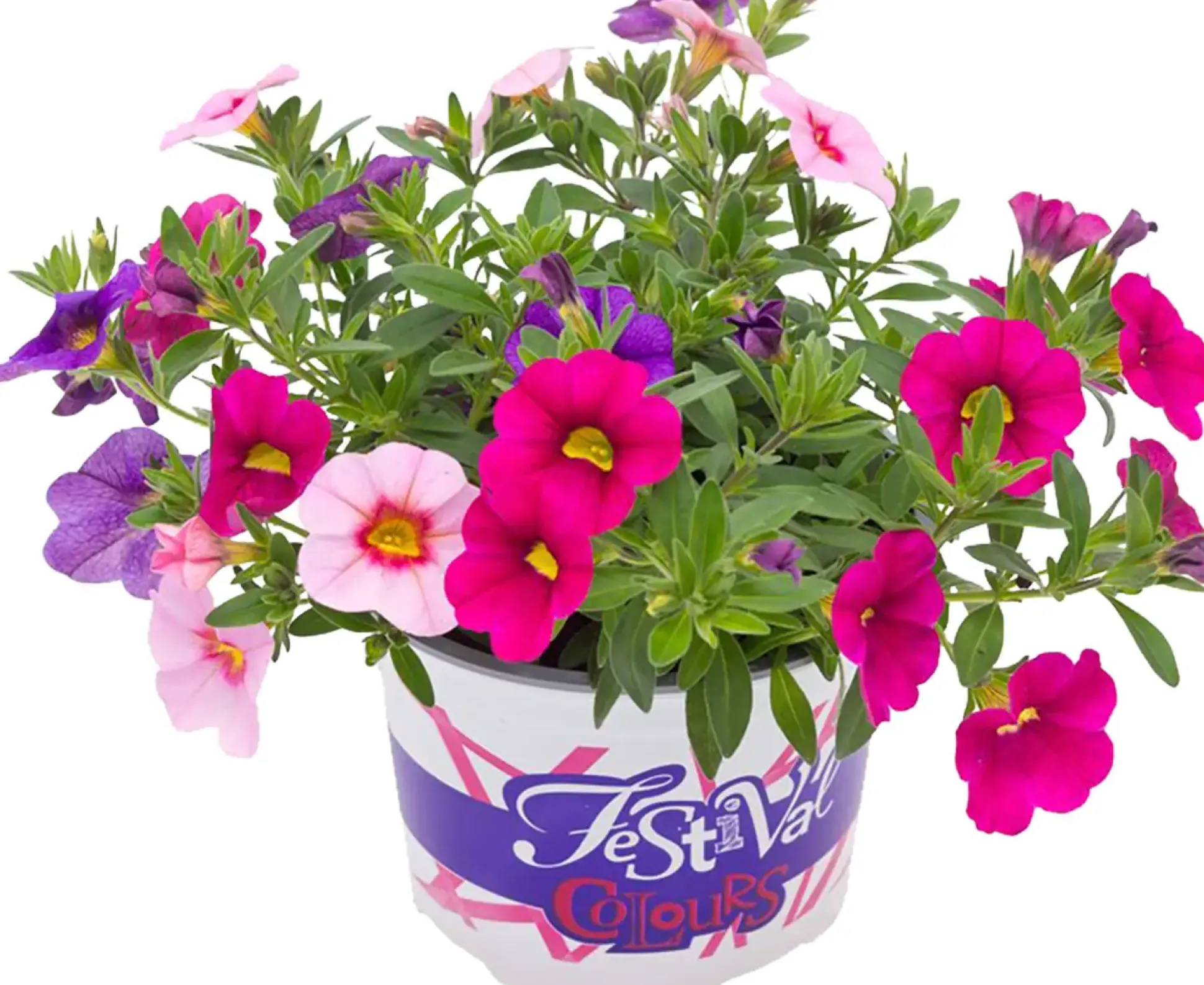 Festival Colours Petunie 12 cm Topf