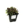 Fingerstrauch 'Nuuk' 0,5 l Container, Bodendecker