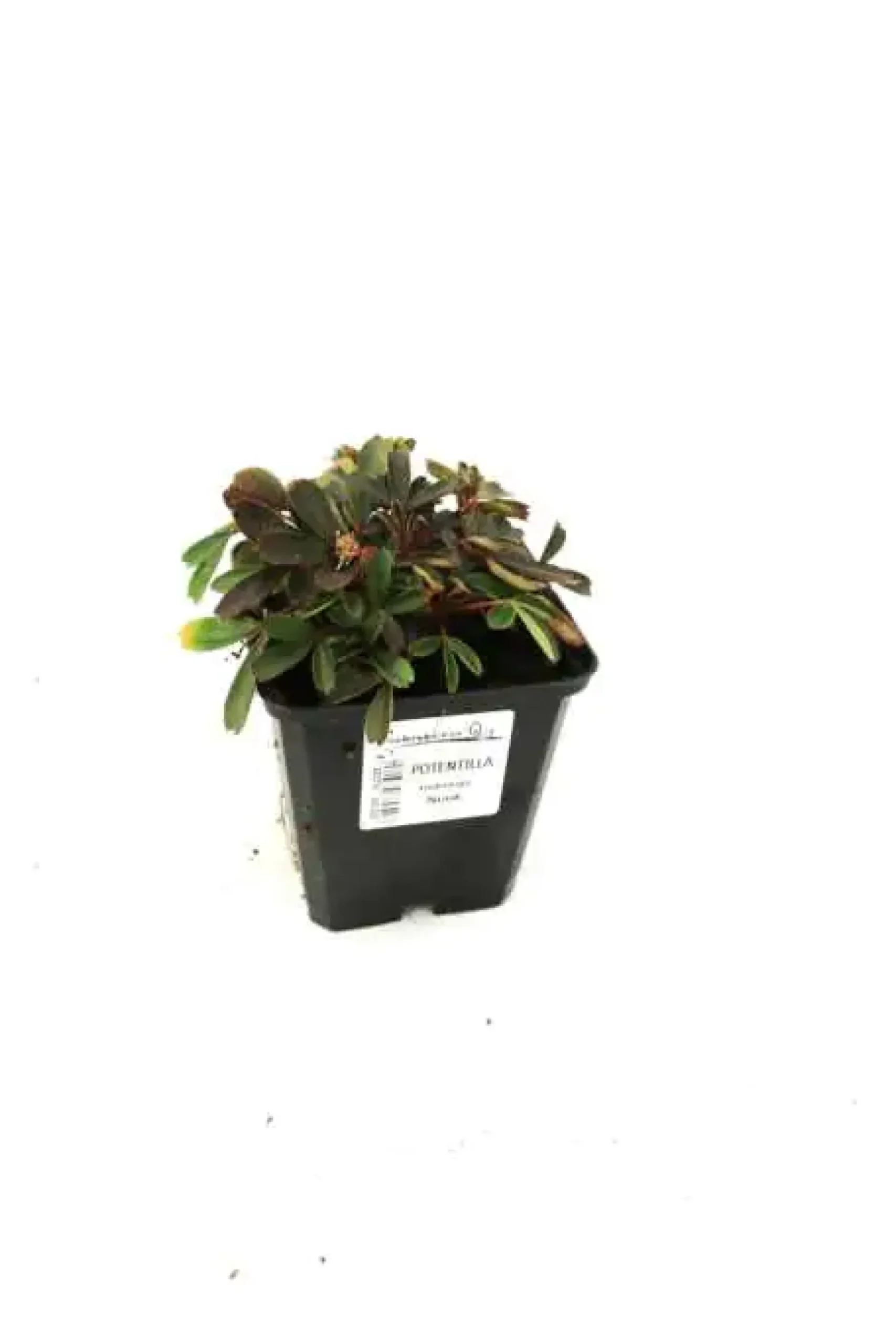 Fingerstrauch 'Nuuk' 0,5 l Container, Bodendecker