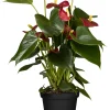 Flamingoblume Anthurium Red Champion H ca 50 cm 14 cm Topf