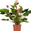 Flamingoblume Anthurium Zizou H ca. 40 cm 12 cm Topf