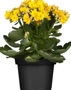 Flammendes Käthchen gelb einfach Kalanchoe H ca. 22 cm 10,5 cm Topf