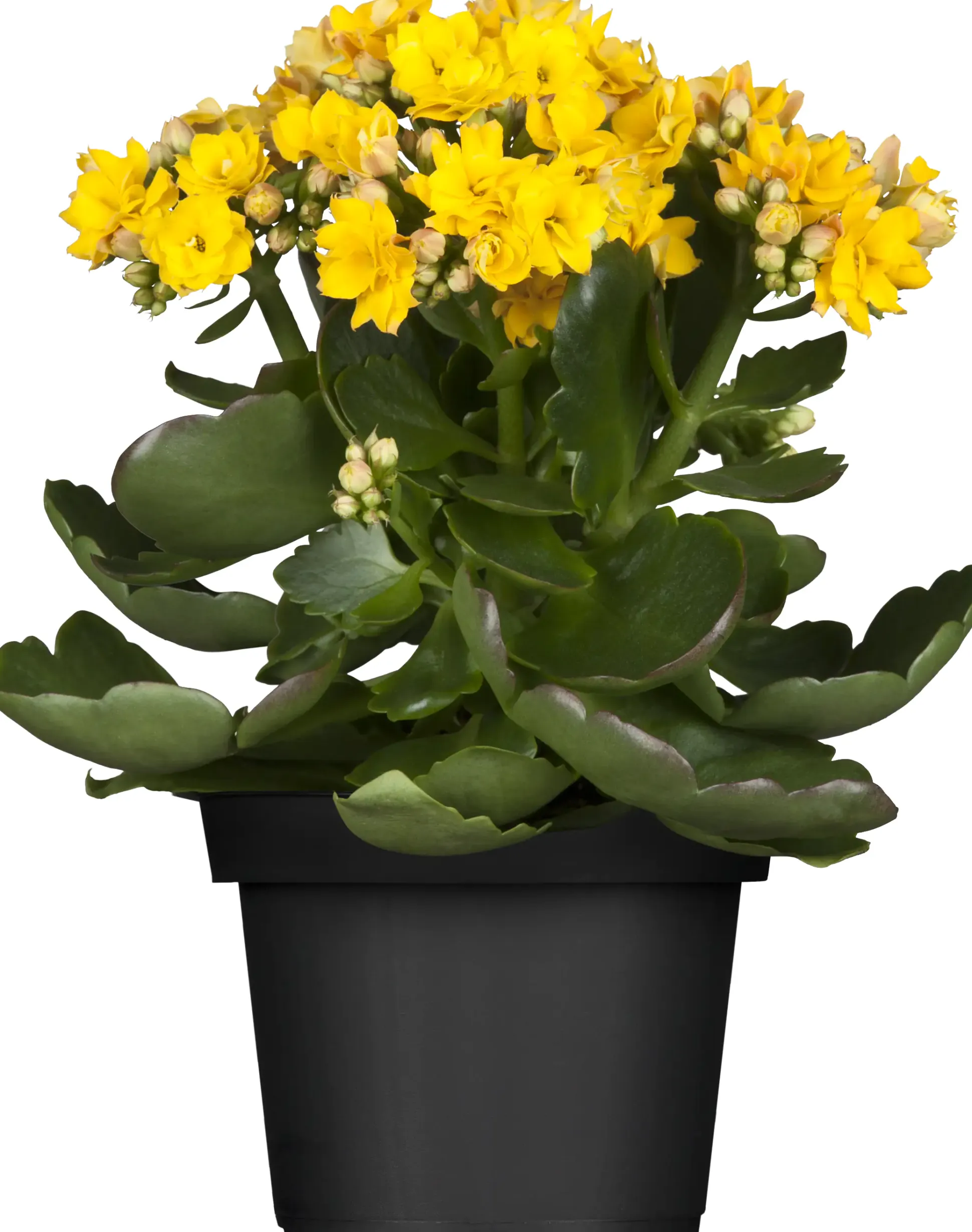 Flammendes Käthchen gelb einfach Kalanchoe H ca. 22 cm 10,5 cm Topf