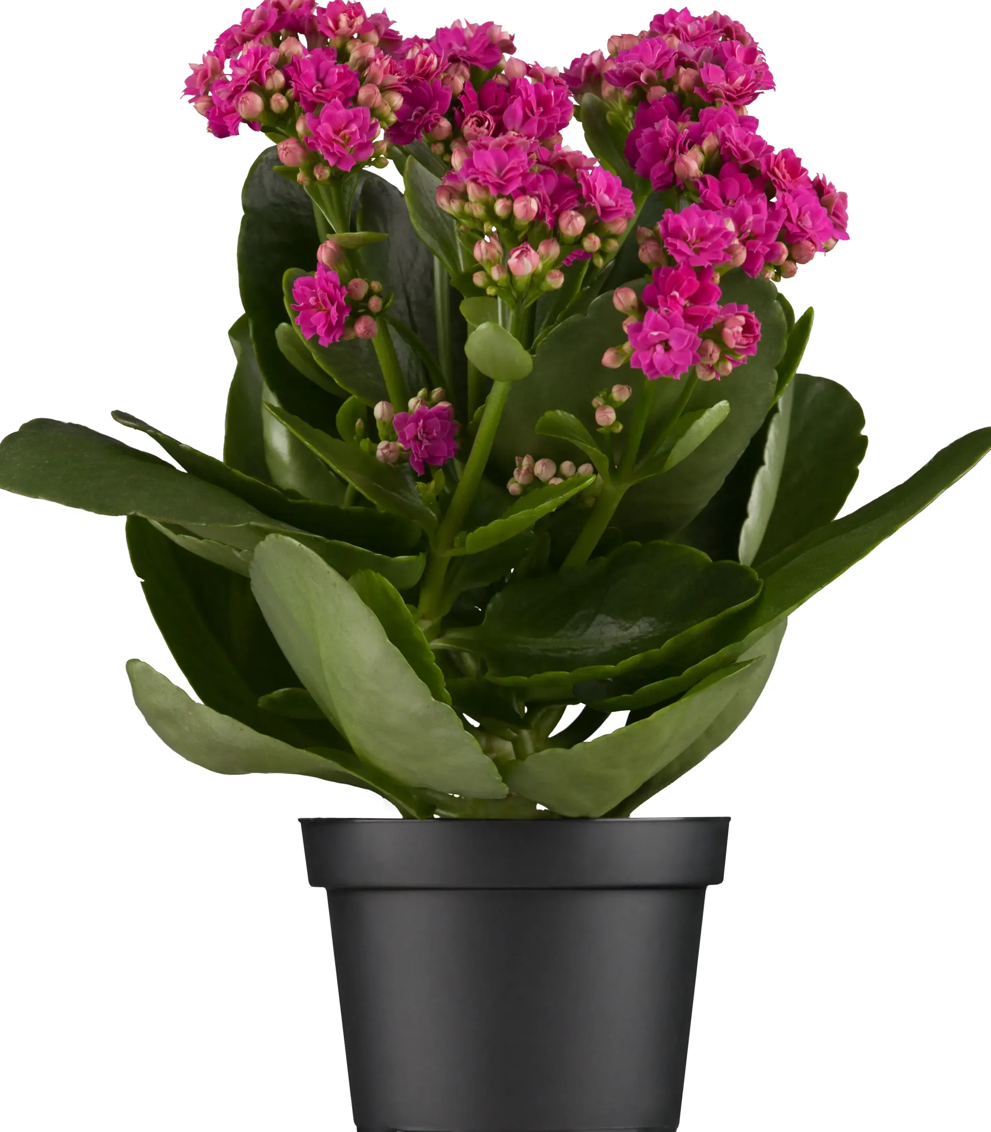 Flammendes Käthchen lila gefüllt Kalanchoe H ca. 15 cm 7 cm Topf