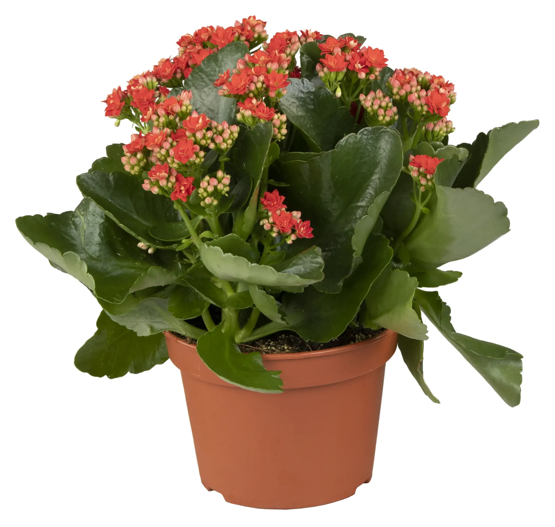 Flammendes Käthchen rot einfach Kalanchoe H ca. 22 cm 10,5 cm Topf