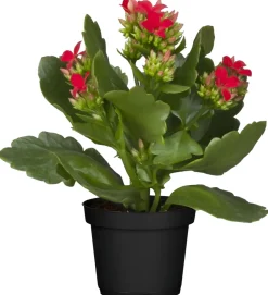 Flammendes Käthchen rot gefüllt Kalanchoe H ca. 15 cm 7 cm Topf