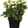 Flammendes Käthchen weiß gefüllt Kalanchoe H ca. 15 cm 7 cm Topf
