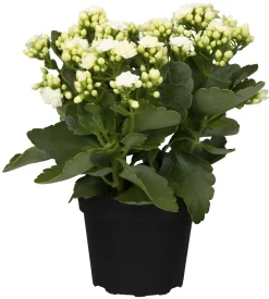 Flammendes Käthchen weiß gefüllt Kalanchoe H ca. 15 cm 7 cm Topf