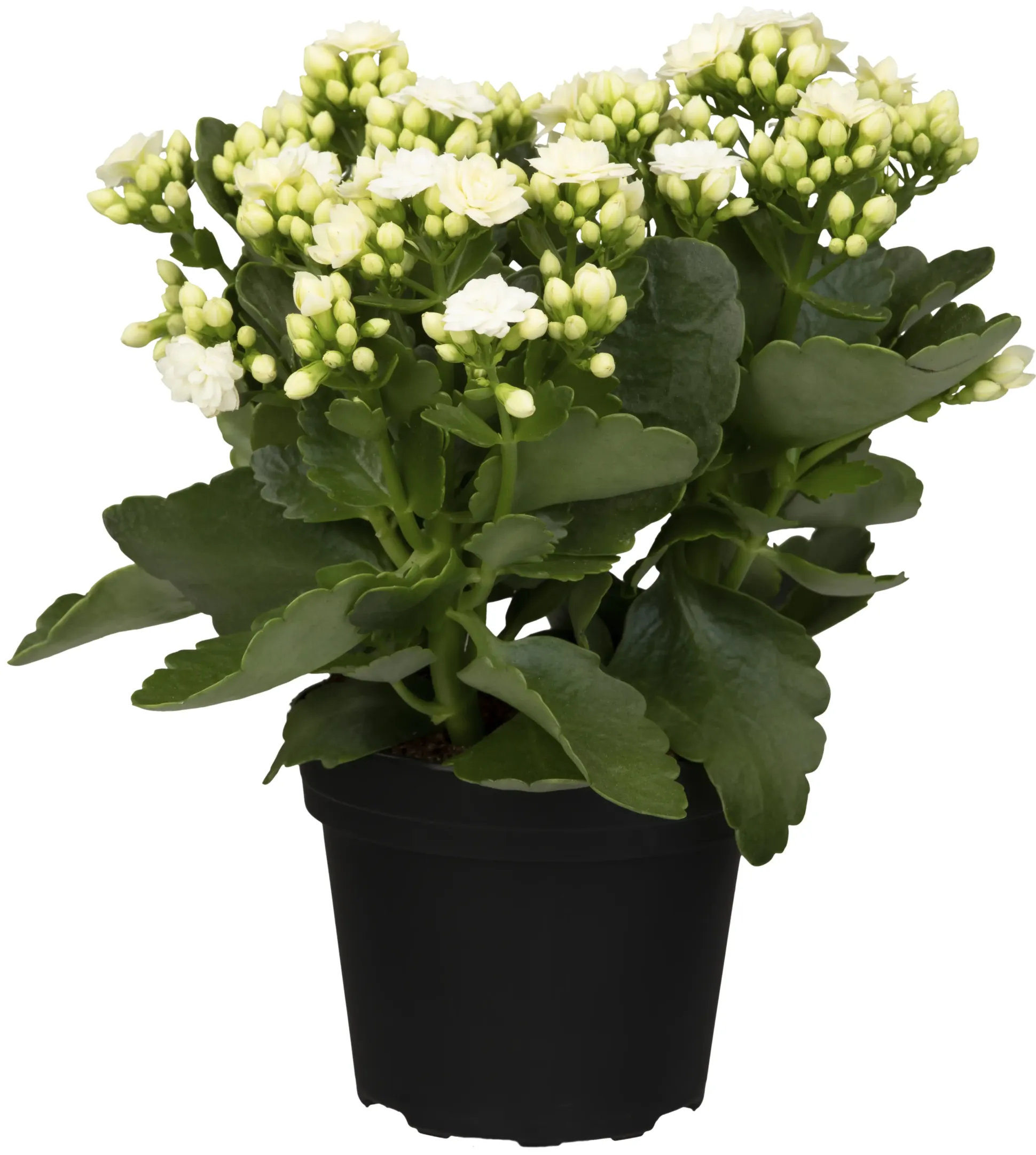 Flammendes Käthchen weiß gefüllt Kalanchoe H ca. 15 cm 7 cm Topf