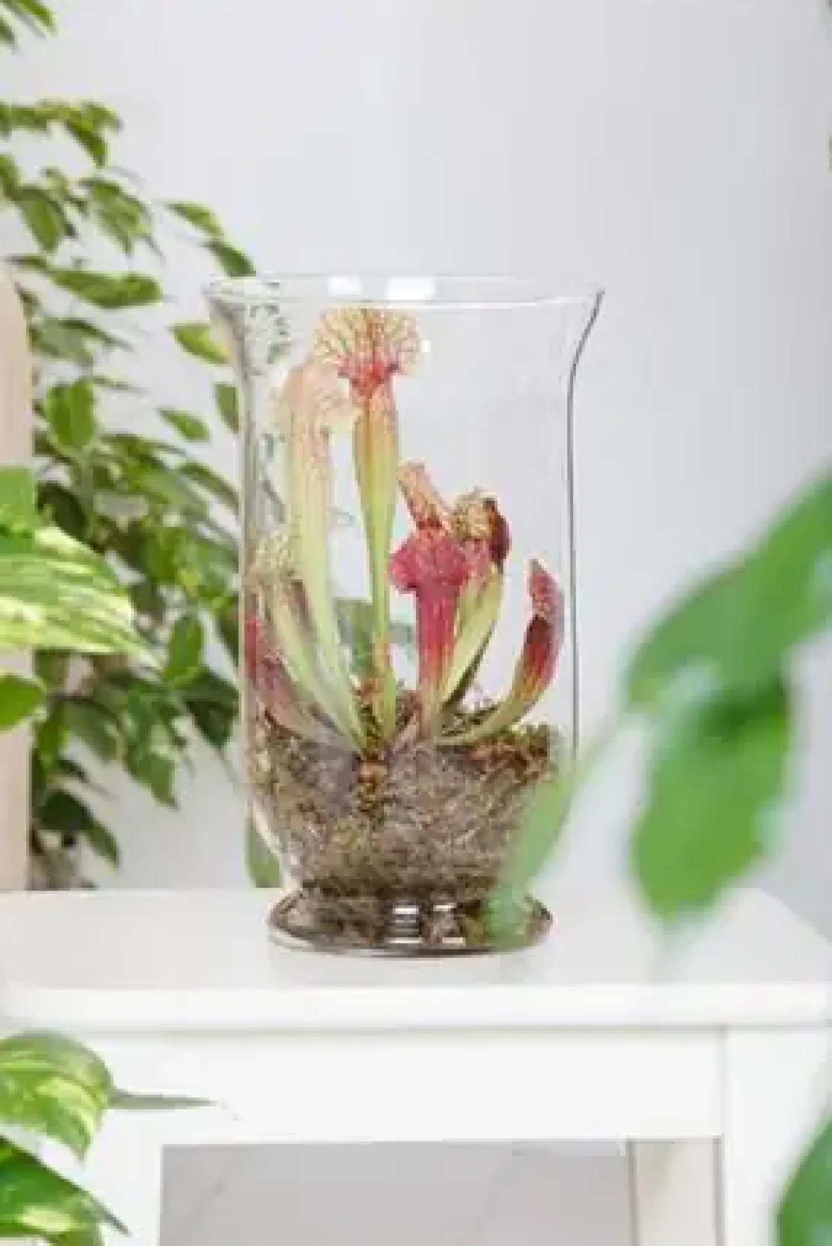 Fleischfressende Pflanzen Schlauchpflanze Mix H 30 cm 16 cm Terracotta Topf