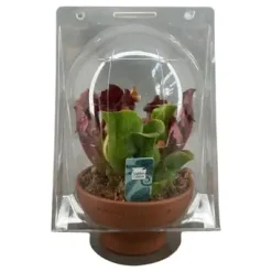 Fleischfressende Pflanzen Schlauchpflanze Mix H 30 cm 16 cm Terracotta Topf