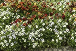 Floraworld Maschendraht-Zaun 25 x 1,25 m 60 mm Maschenweite anthrazit