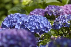 Freiland-Hortensie Hydrangea macrophylla 23 cm Topf