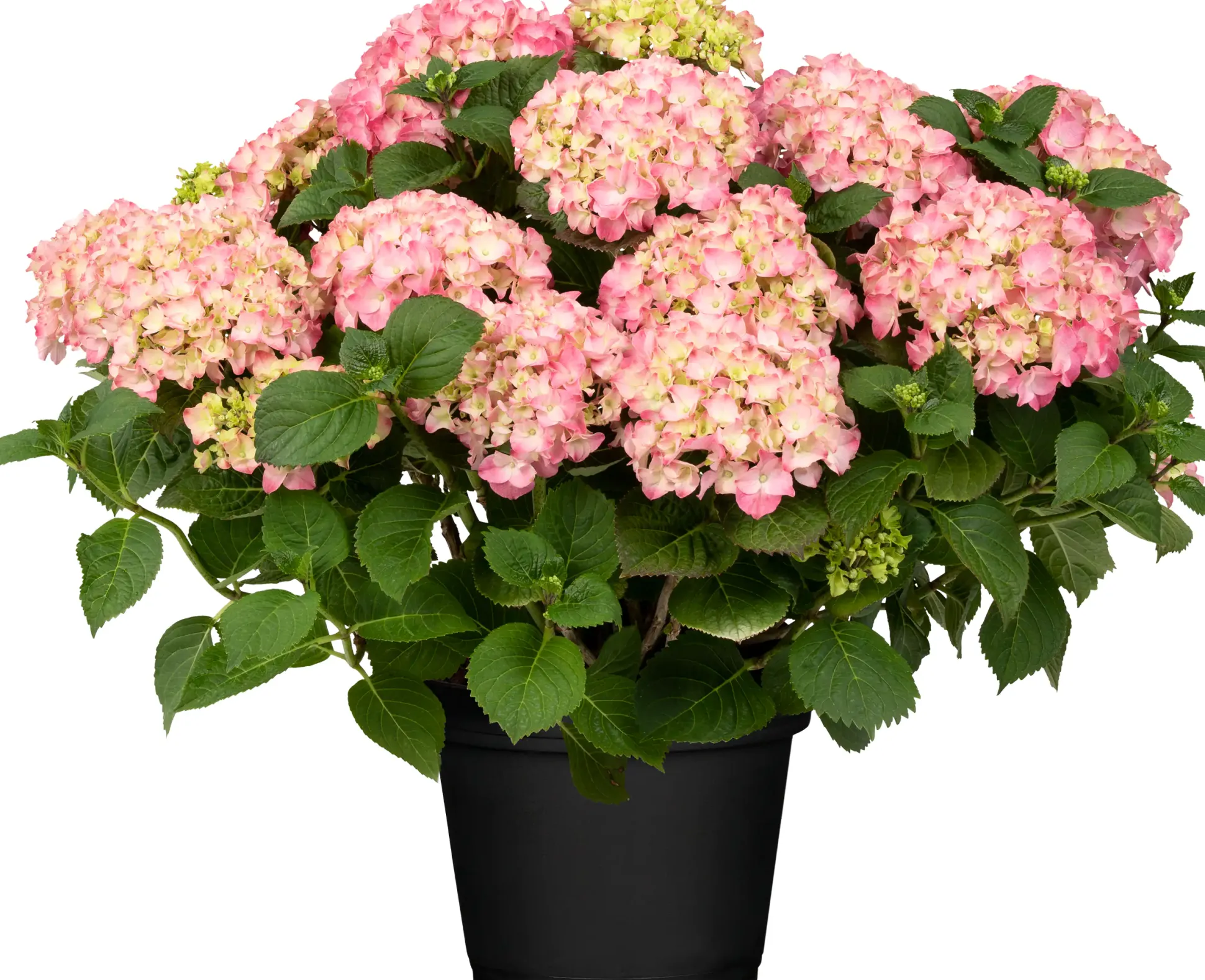 Freiland-Hortensie Hydrangea macrophylla 23 cm Topf