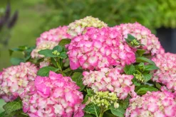 Freiland-Hortensie Hydrangea macrophylla 23 cm Topf