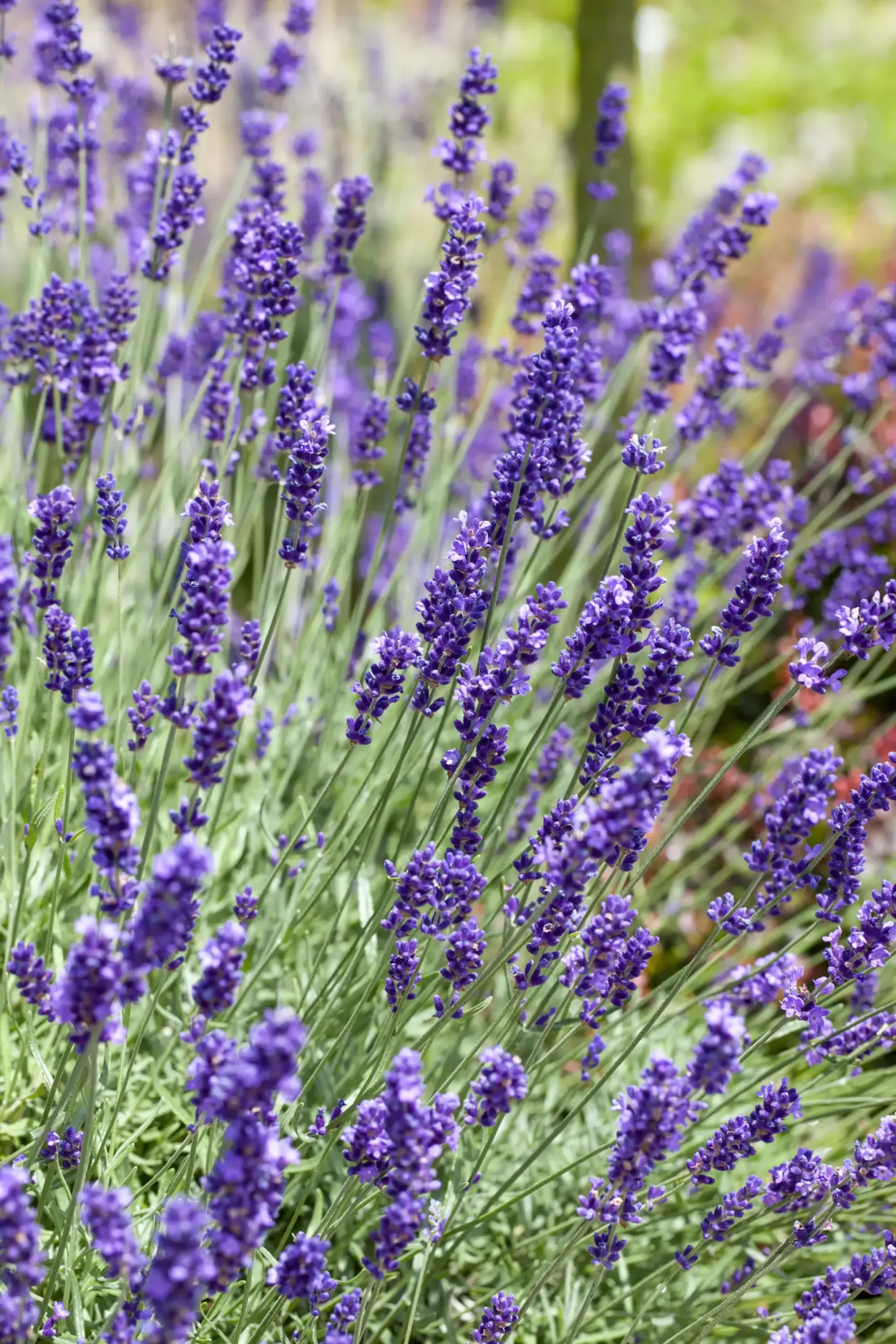 Freilandlavendel Munstead Auslese Lavandula, 5 l Container