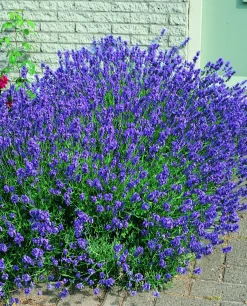 Freilandlavendel Munstead Auslese Lavandula, 5 l Container