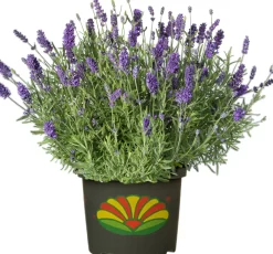 Freilandlavendel Munstead Auslese Lavandula, 5 l Container