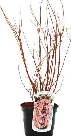 Frühjahrs-Blühsträuchermix im 19 cm Topf