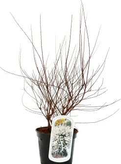 Frühjahrs-Blühsträuchermix im 19 cm Topf
