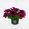 Gartenpetunie Petunia grandiflora F1 H 15 cm 10,5 cm Topf