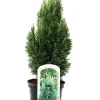 Gartenzypresse 20-40 cm 2 L Container