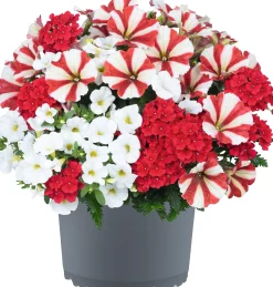 Gattungsmix Rockn Roll 12cm