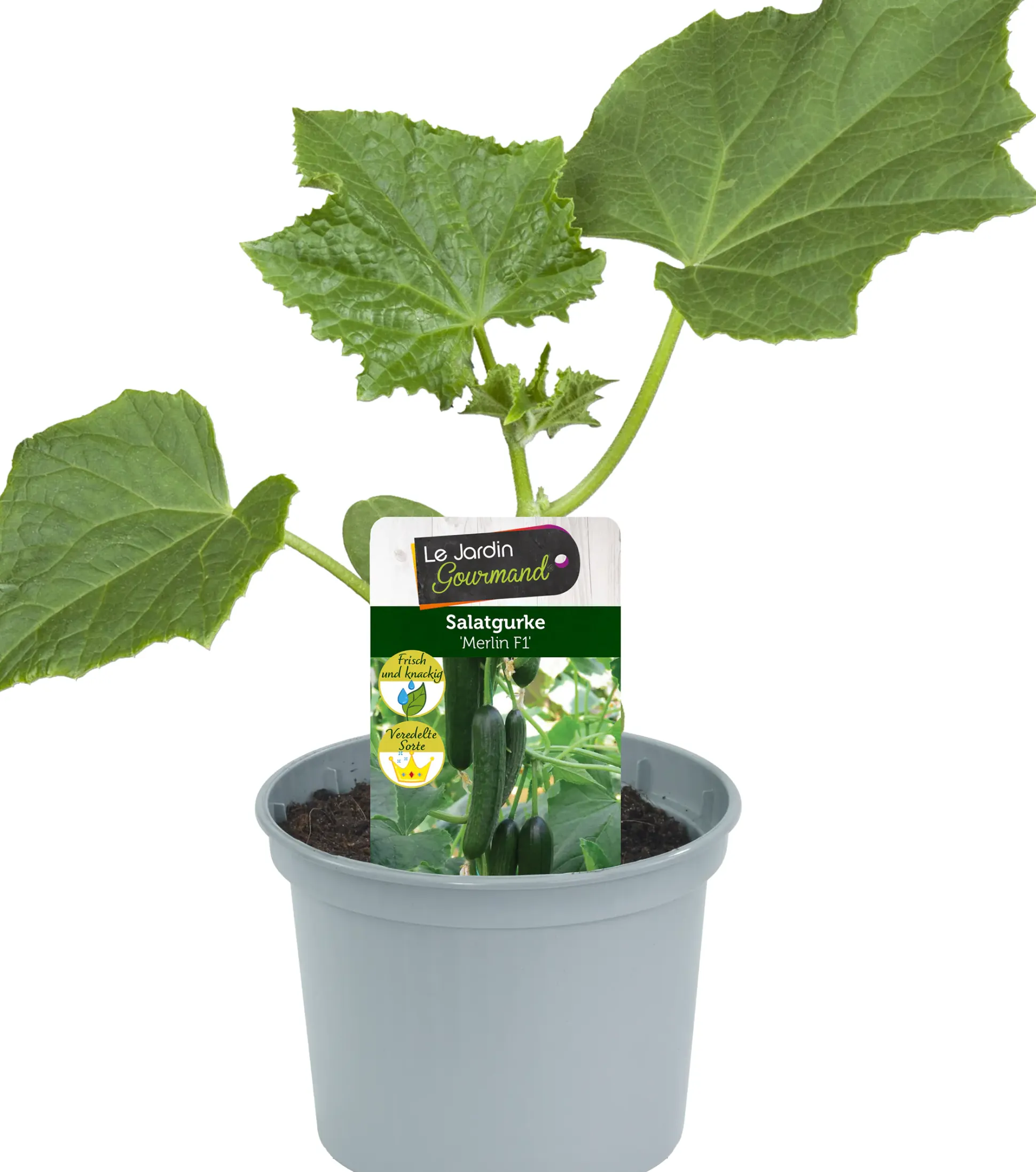Gemüsepflanze veredelte Sorten Gurke 12 cm Topf