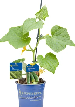 Gemüsepflanze veredelte Sorten Gurke 12 cm Topf