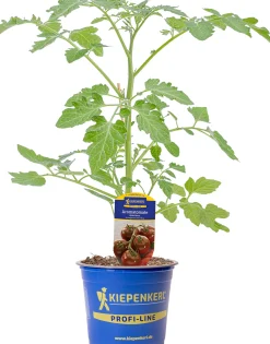 Gemüsepflanze veredelte Sorten Tomate 12 cm Topf