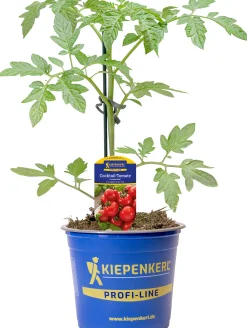 Gemüsepflanze veredelte Sorten Tomate 12 cm Topf