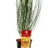 Ginster 2 L Container