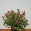 Glanzmispel 'Red Robin' 5 l Container, Heckenpflanze