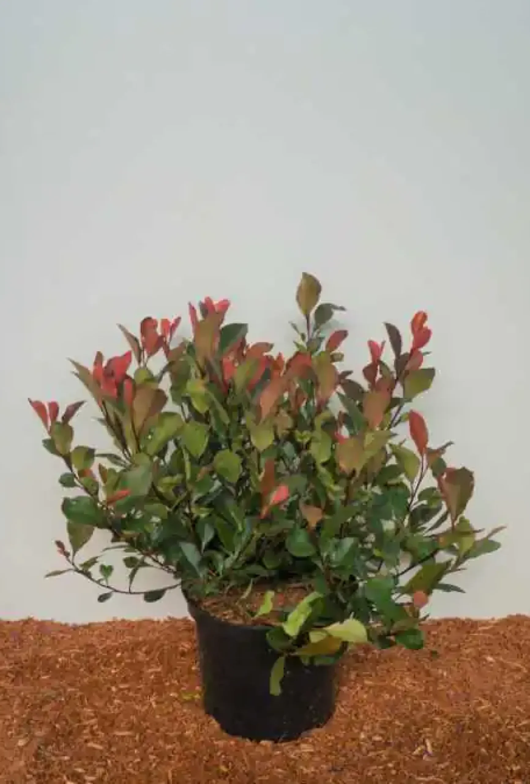 Glanzmispel 'Red Robin' 5 l Container, Heckenpflanze