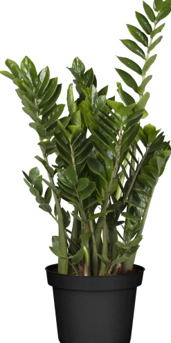 Glücksfeder Zamioculcas 21 cm Topf