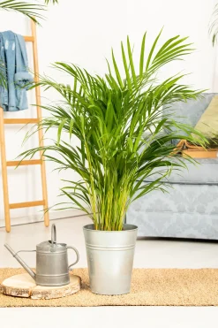 Goldfruchtpalme 21 cm Topf, ca. 90 cm hoch