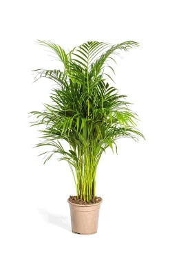 Goldfruchtpalme 21 cm Topf, ca. 90 cm hoch