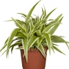 Grünlilie Chlorophytum H ca. 15 cm 7 cm Topf